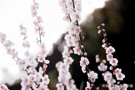 梅花寓意|梅花的花语和象征意义